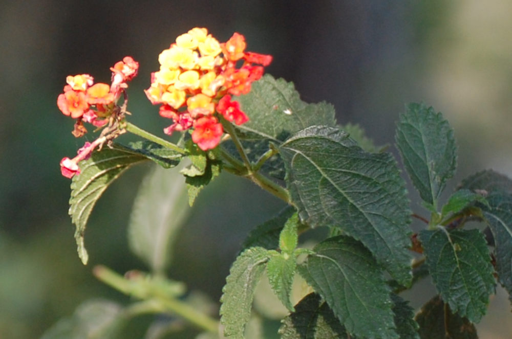 dal Sud Africa:  Lantana camara (Verbenaceae)