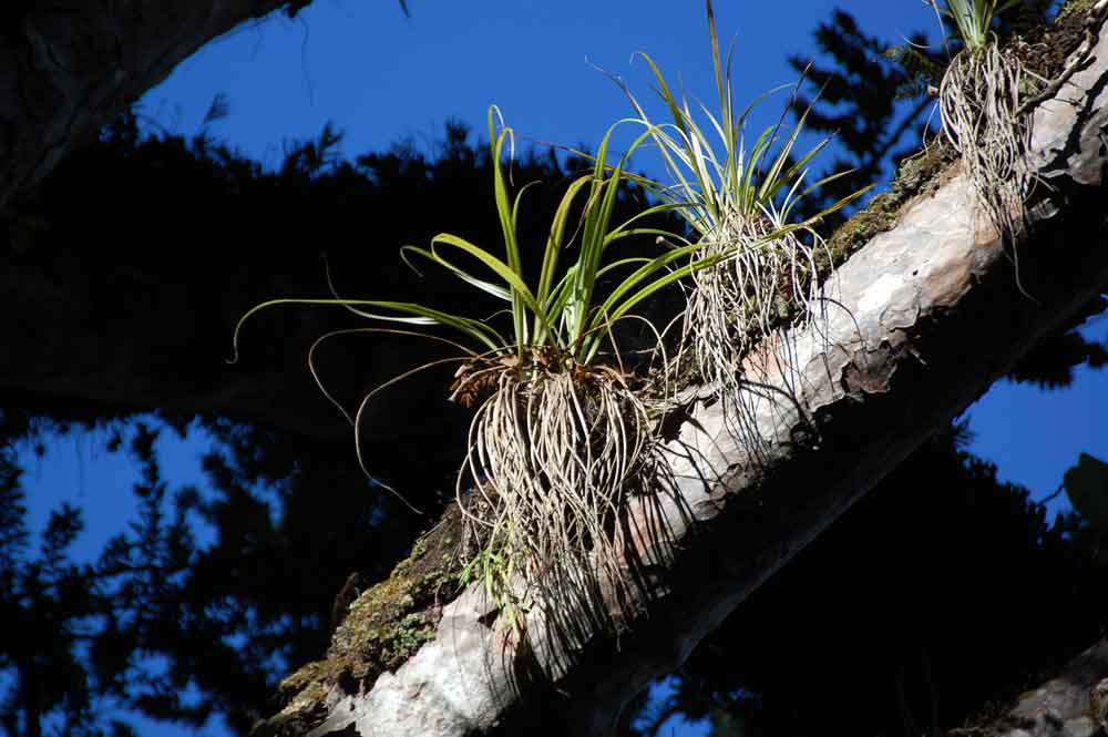 Freycinetia banksii A.Cunn. (Pandanaceae) - Nuova Zelanda