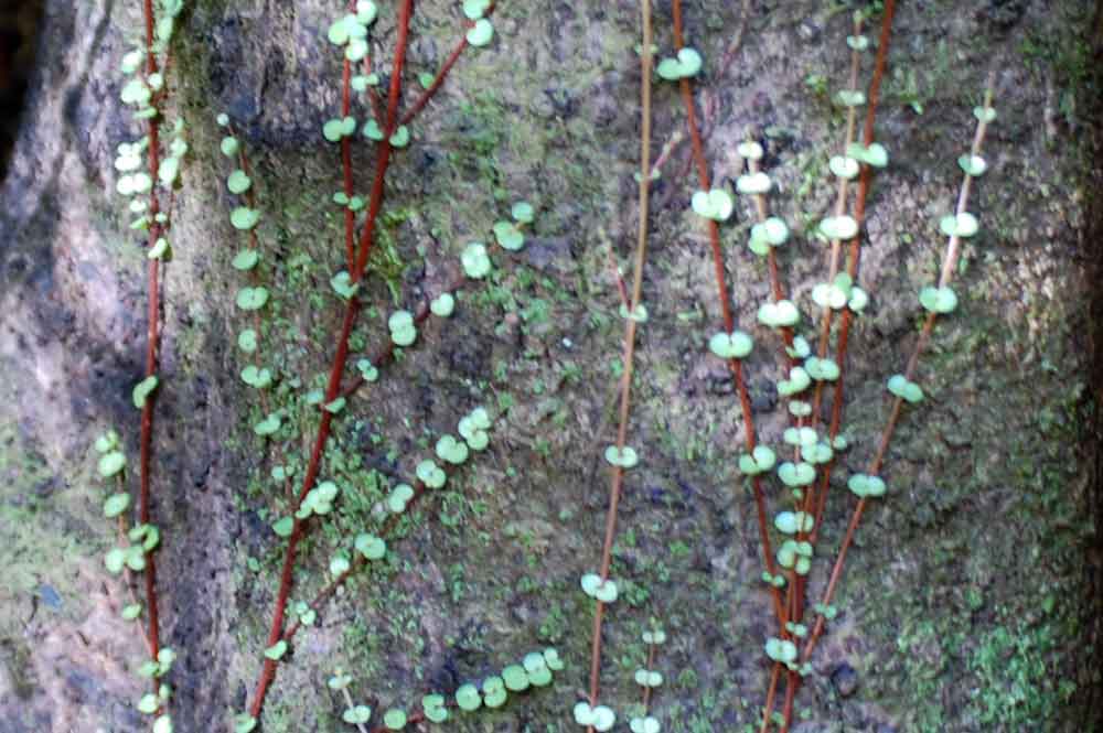 rampicante:Metrosideros perforata (Myrtaceae)- Nuova Zelanda