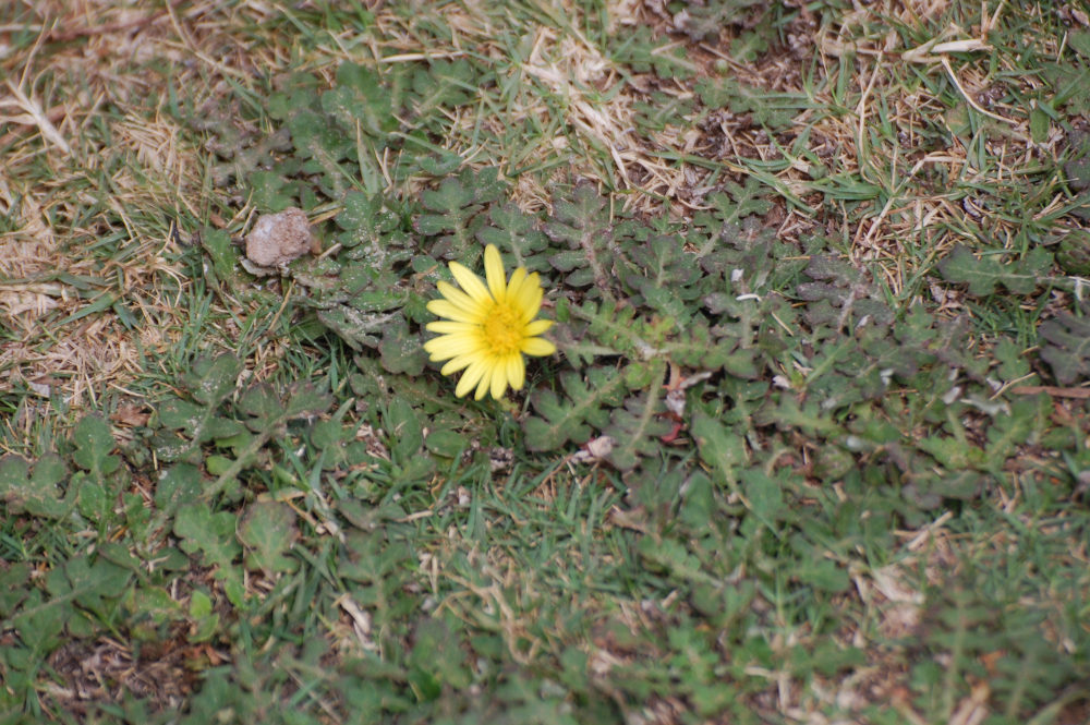 dal Sud Africa: Arctotheca prostrata (Asteraceae)