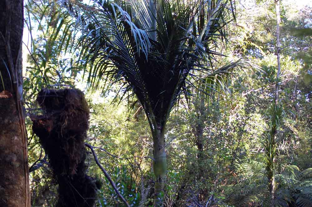 Palma:  Rhopalosthylis sapida - Nuova Zelanda