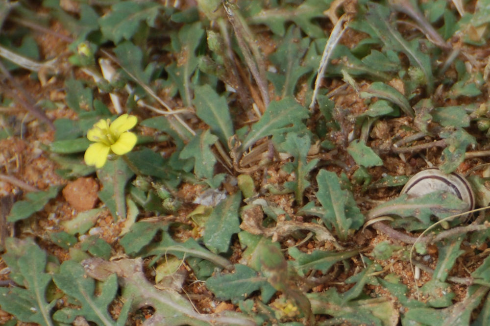 dal Sud Africa: Diplotaxis muralis (Brassicaceae)