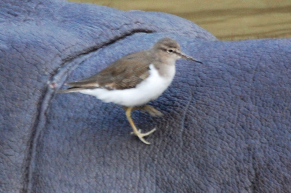 dal Sud Africa: Piro piro piccolo (Actitis hypoleucos)