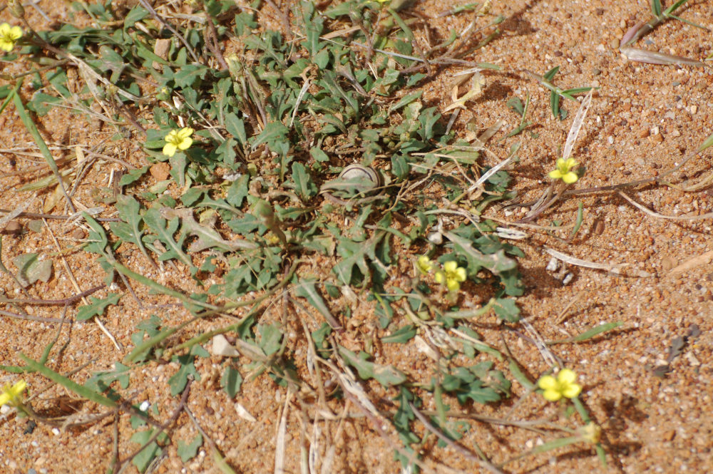 dal Sud Africa: Diplotaxis muralis (Brassicaceae)