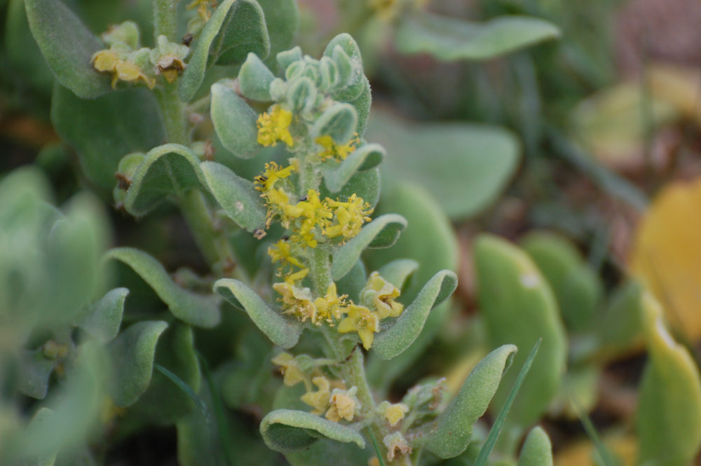 dal Sud Africa: Tetragonia decumbens (Aizoaceae)