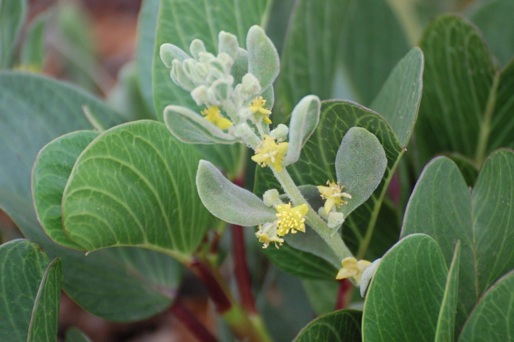 dal Sud Africa: Tetragonia decumbens (Aizoaceae)