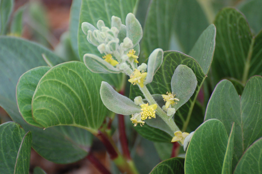 dal Sud Africa: Tetragonia decumbens (Aizoaceae)