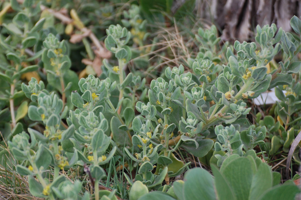 dal Sud Africa: Tetragonia decumbens (Aizoaceae)