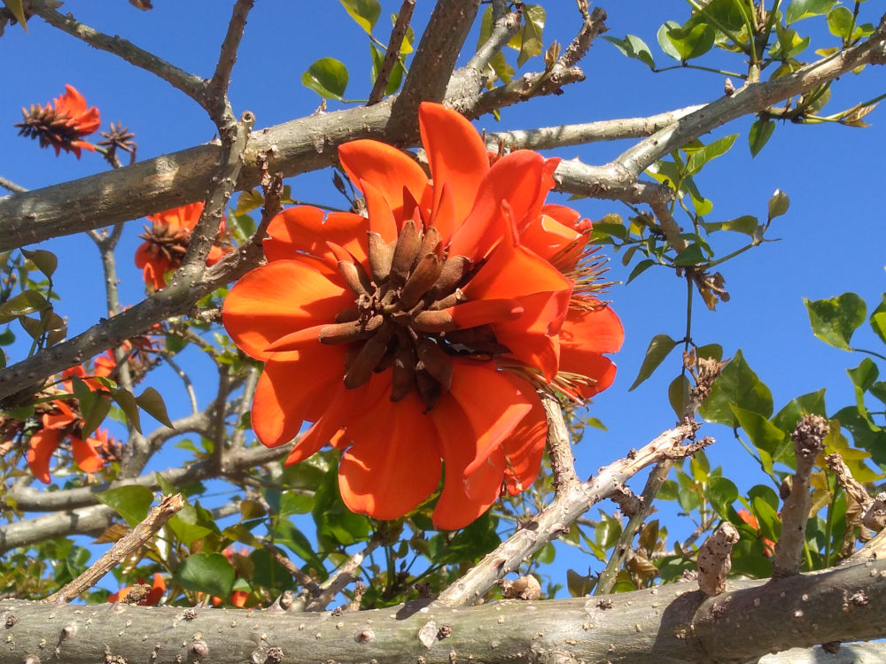 dal Sud Africa: Erythrina caffra (Fabaceae)