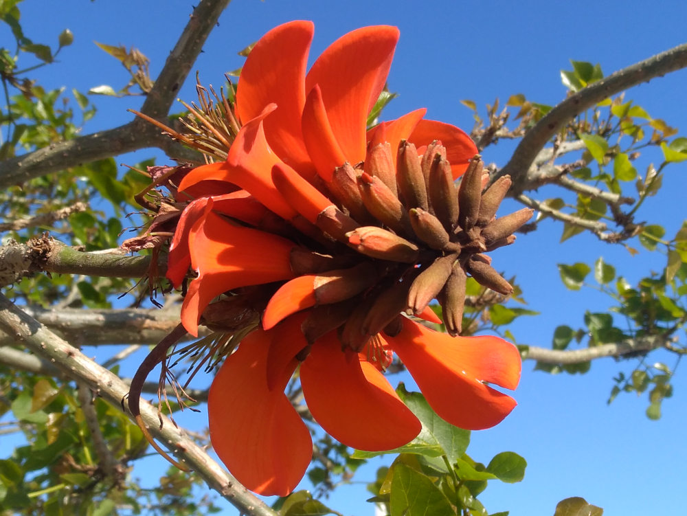 dal Sud Africa: Erythrina caffra (Fabaceae)