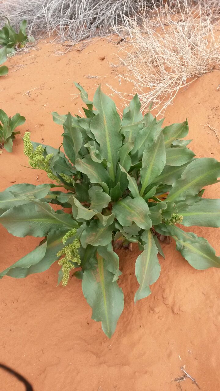 Rumex hymenosepalus  (Polygonaceae) - Arizona
