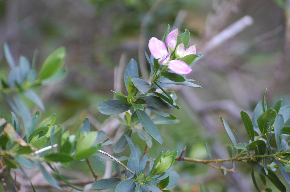 dal Sud Africa: Polygala myrtifolia var. myrtifolia (Polygalaceae)