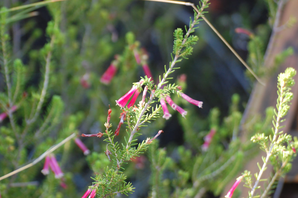 dal Sud Africa: Erica discolor-versicolor group (Ericaceae)