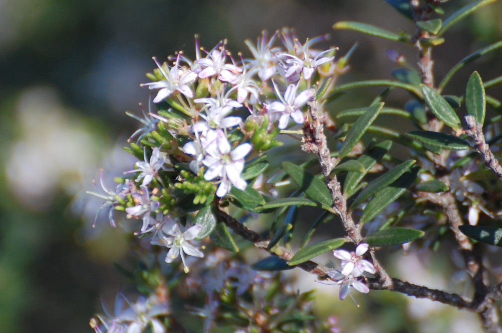 dal Sud Africa: Agathosma ovata (Rutaceae)