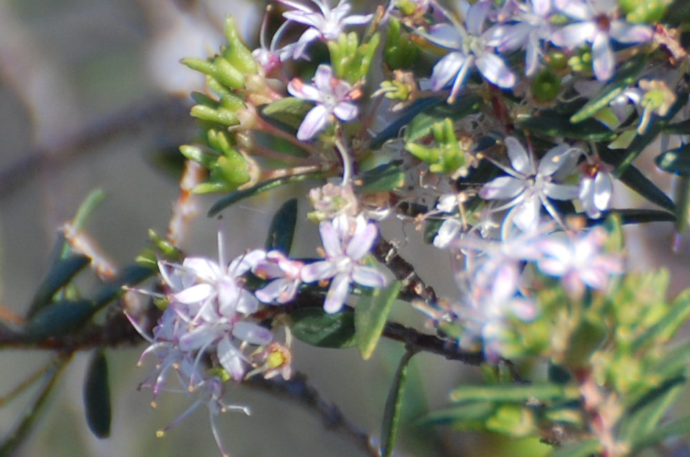 dal Sud Africa: Agathosma ovata (Rutaceae)