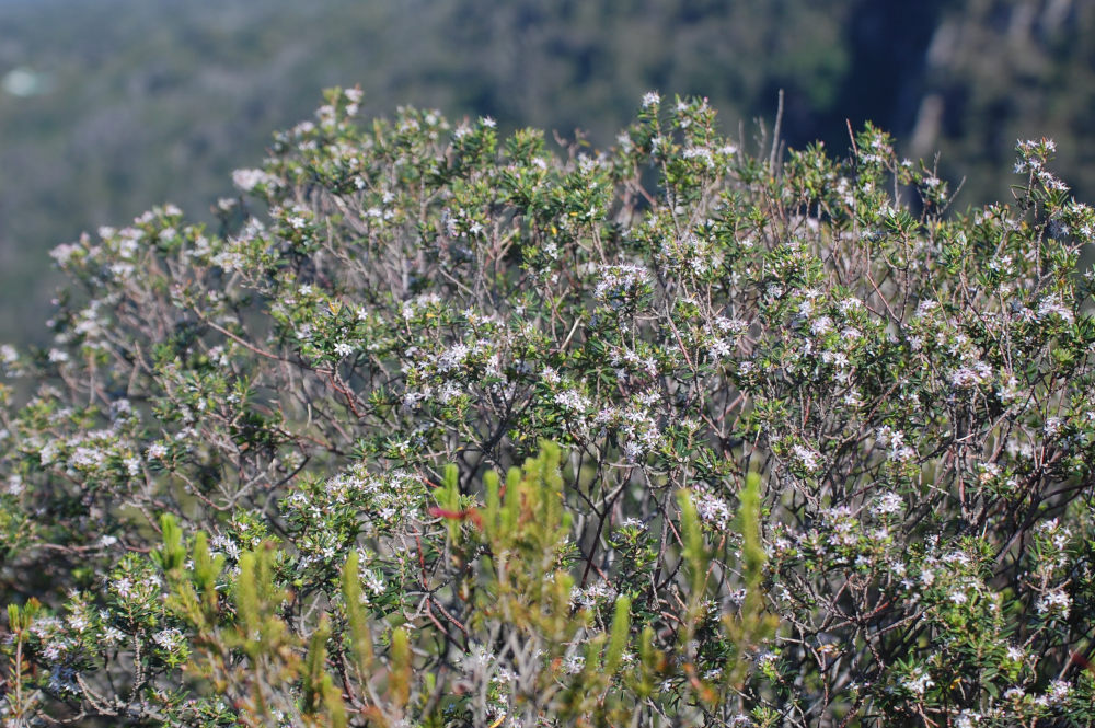 dal Sud Africa: Agathosma ovata (Rutaceae)