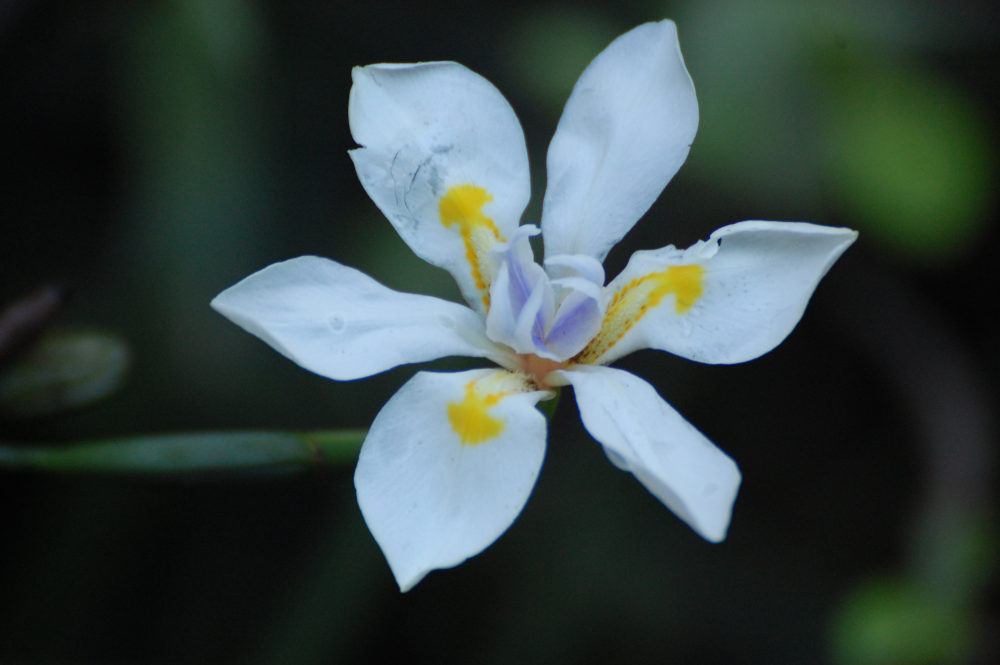 dal Sud Africa: Dietes grandiflora (Iridaceae)