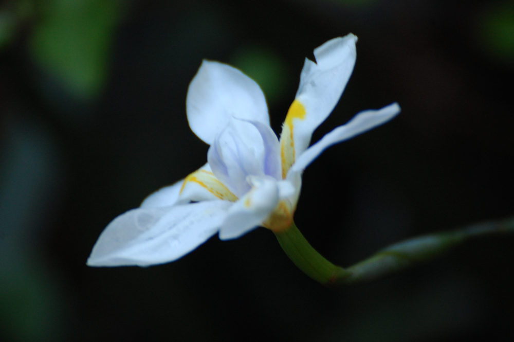 dal Sud Africa: Dietes grandiflora (Iridaceae)