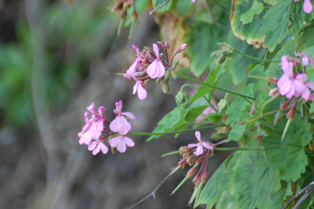 dal Sud Africa: Pelargonium zonale