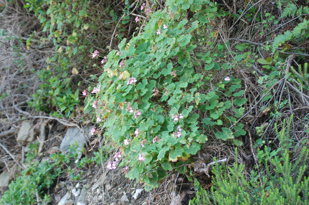 dal Sud Africa: Pelargonium zonale