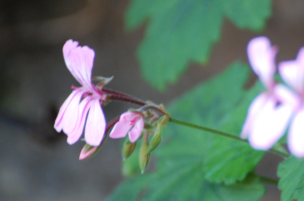 dal Sud Africa: Pelargonium zonale