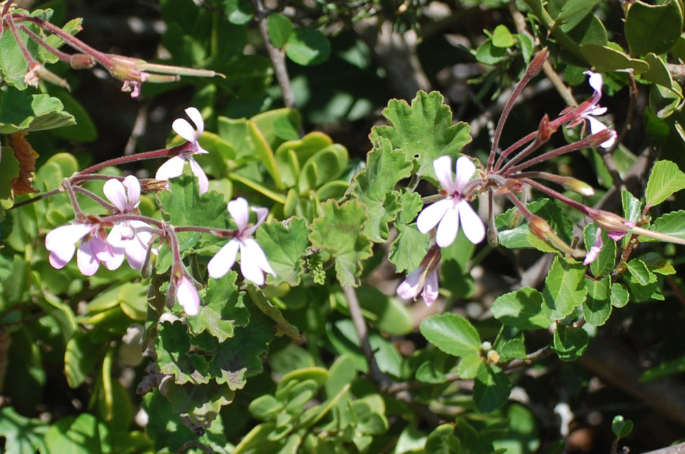 dal Sud Africa: Pelargonium zonale