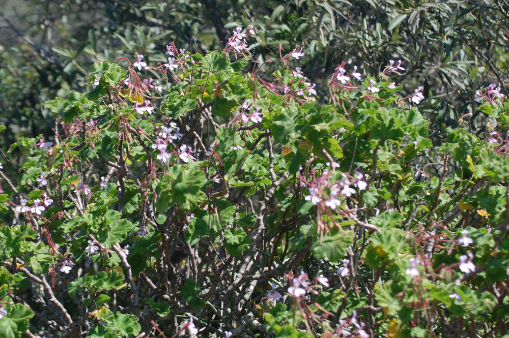 dal Sud Africa: Pelargonium zonale