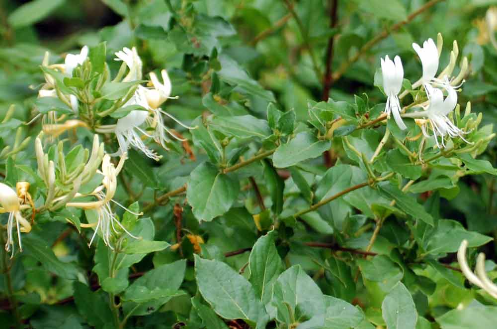 Lonicera japonica  (Caprifoliaceae) - Nuova Zelanda