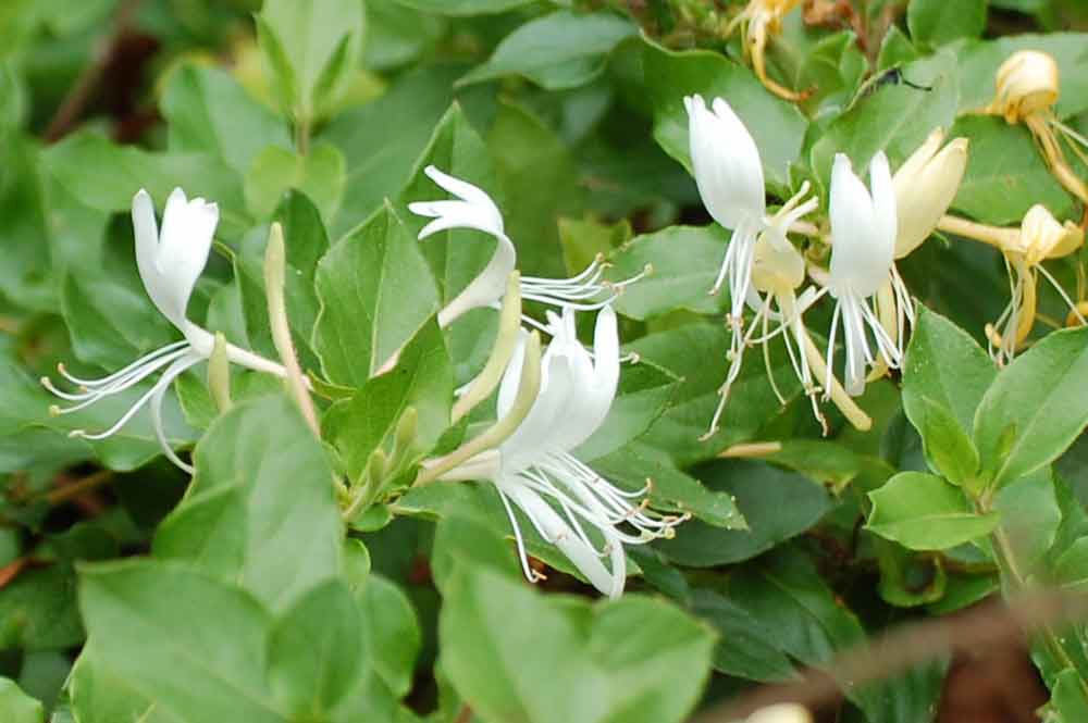 Lonicera japonica  (Caprifoliaceae) - Nuova Zelanda