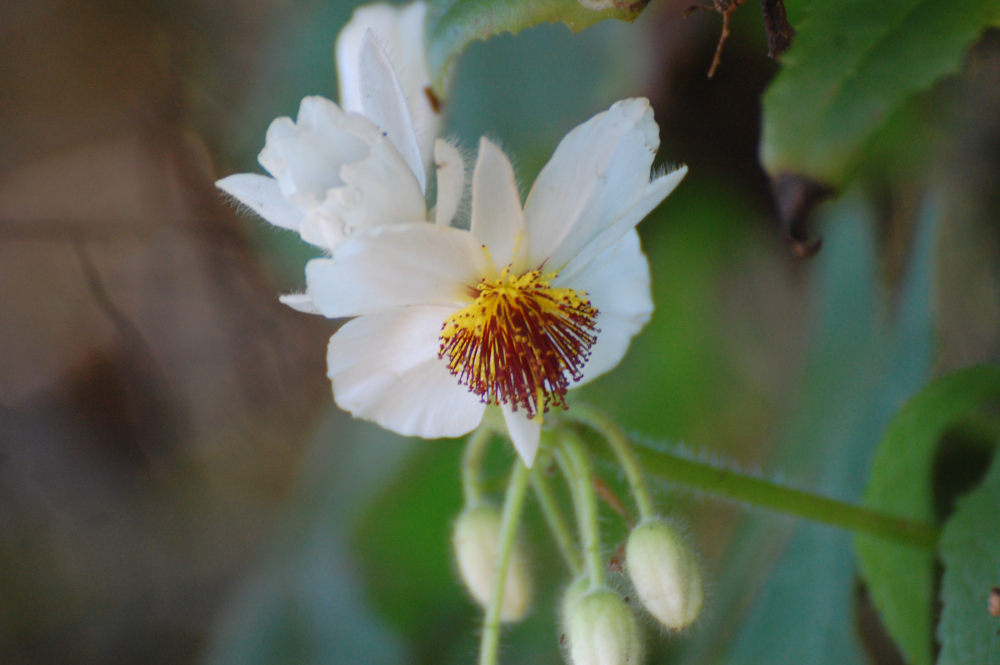 dal Sud Africa: Sparmannia africana (Tiliaceae)