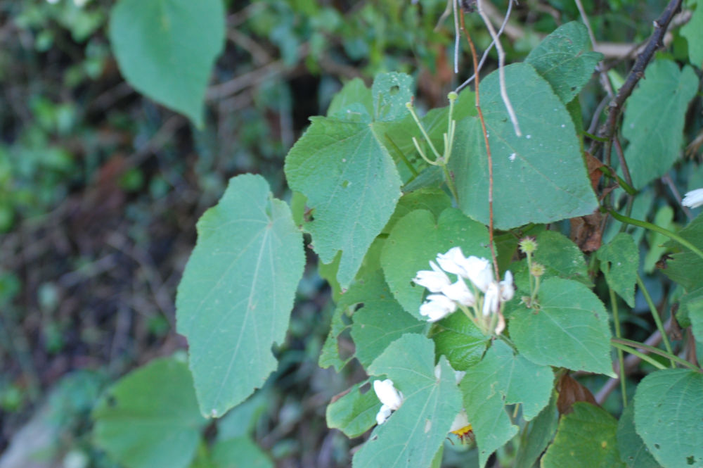 dal Sud Africa: Sparmannia africana (Tiliaceae)