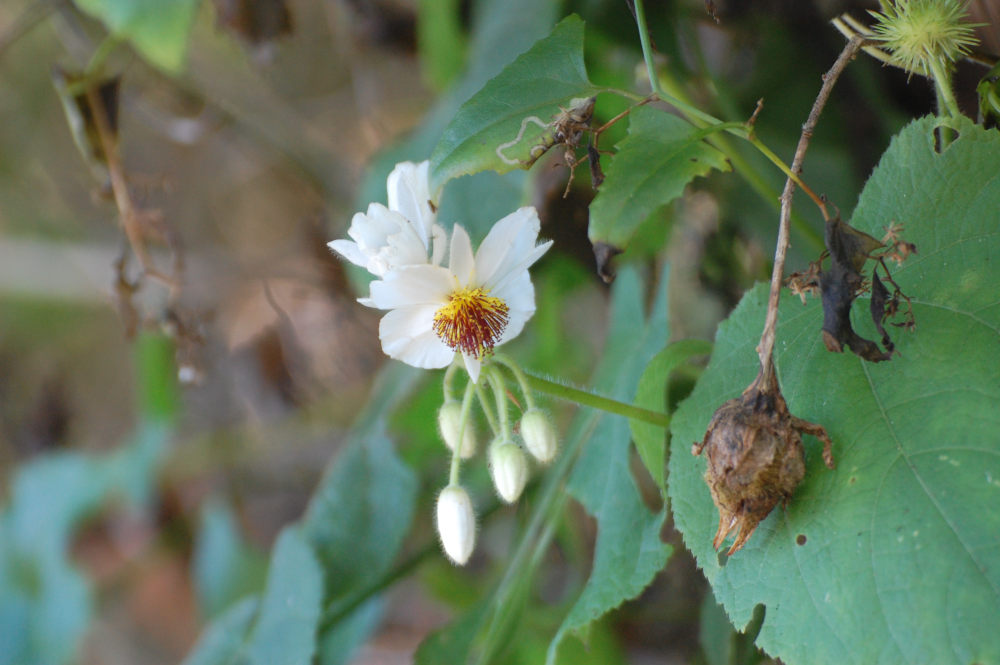 dal Sud Africa: Sparmannia africana (Tiliaceae)