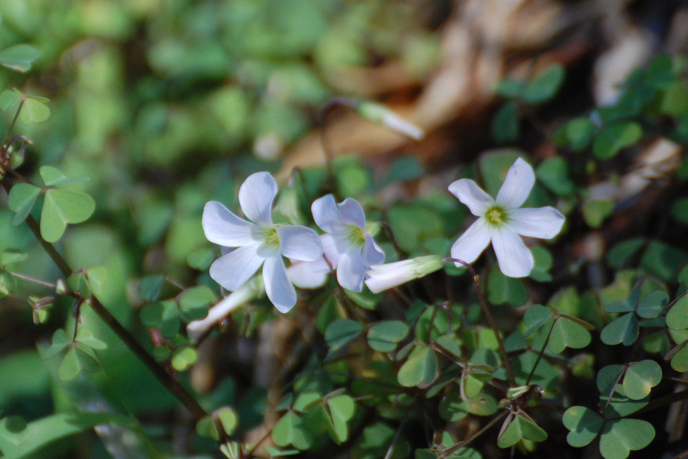 dal Sud Africa: Oxalis incarnata   (Oxalidaceae)