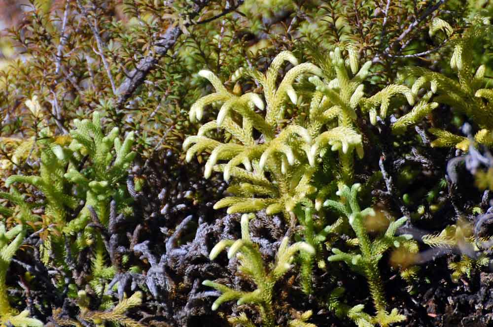 Lycopodiella cernua - Nuova Zelanda