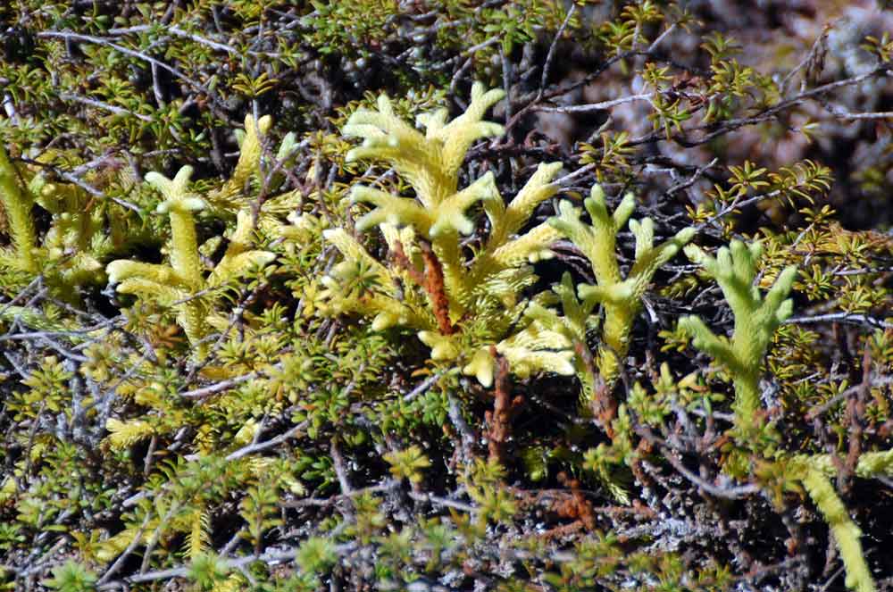Lycopodiella cernua - Nuova Zelanda