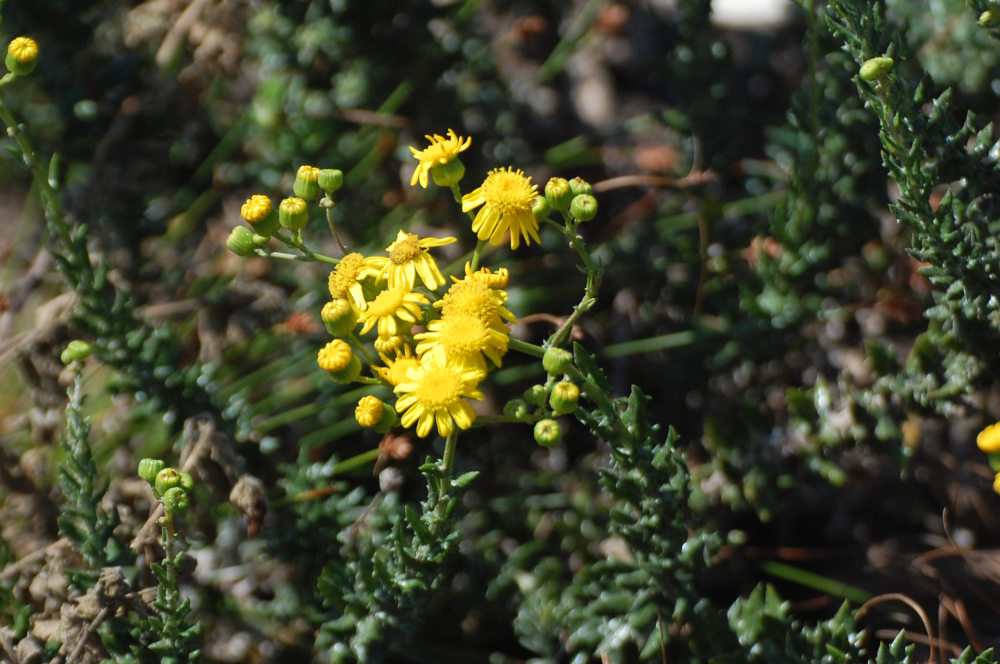 dal Sud Africa: Senecio ilicifolius (Asteraceae)