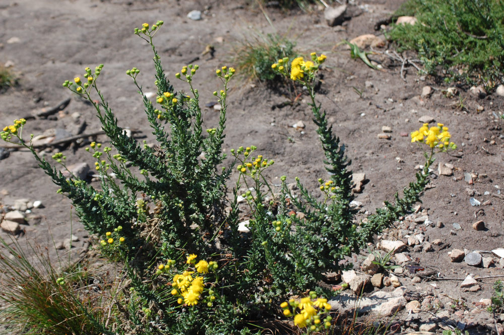 dal Sud Africa: Senecio ilicifolius (Asteraceae)