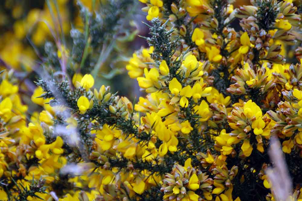 Ulex europaeus (Fabaceae) - Nuova Zelanda