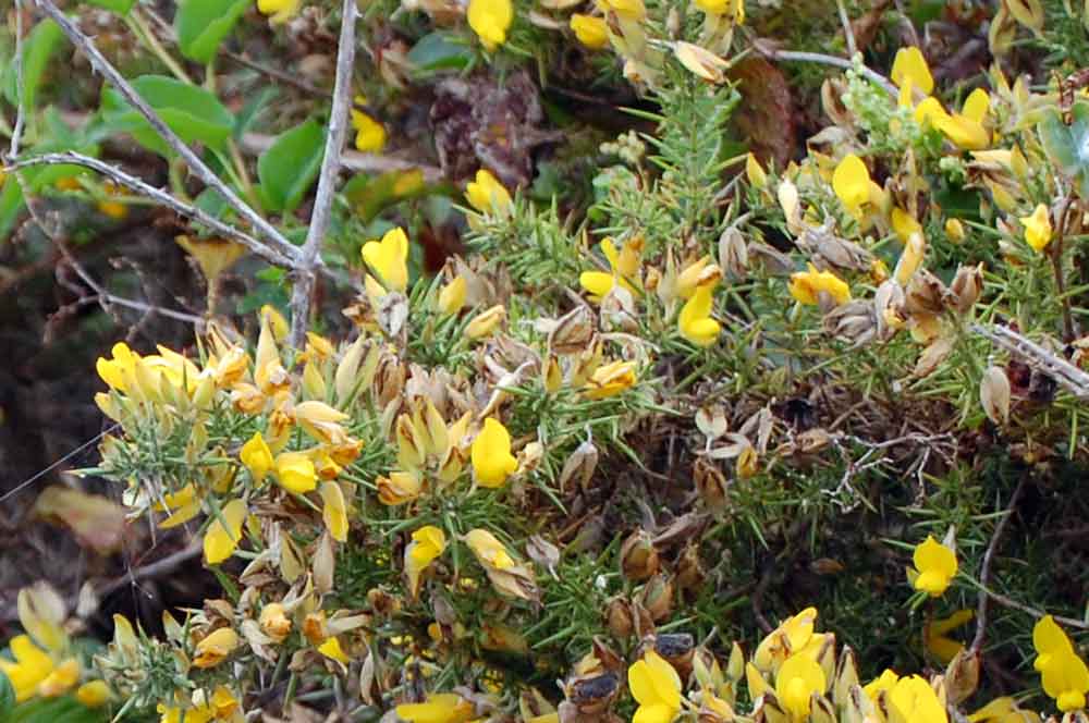 Ulex europaeus (Fabaceae) - Nuova Zelanda
