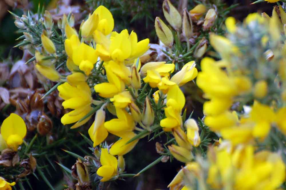 Ulex europaeus (Fabaceae) - Nuova Zelanda