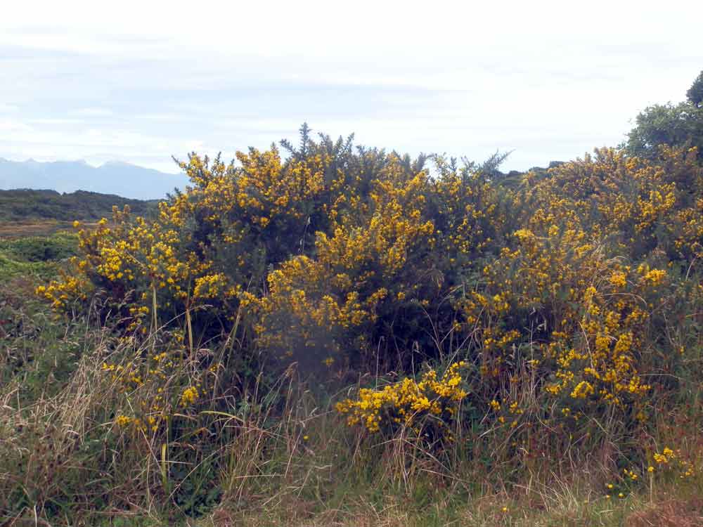 Ulex europaeus (Fabaceae) - Nuova Zelanda