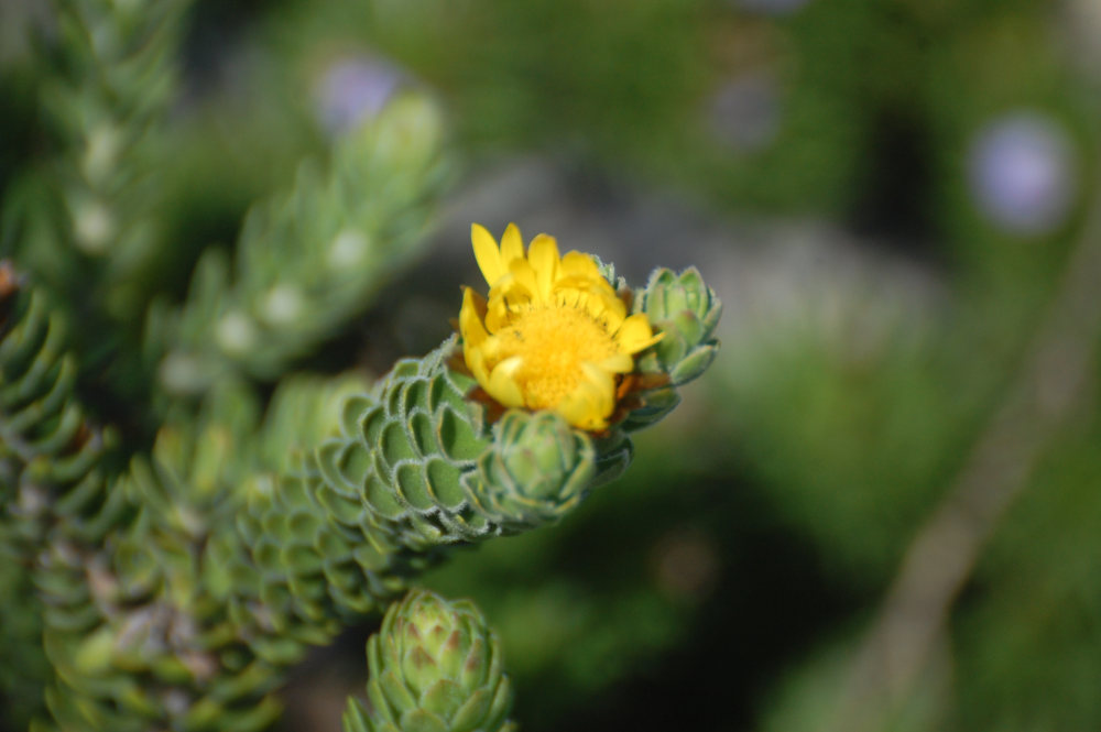 dal Sud Africa: Euryops sp.  (Asteraceae)
