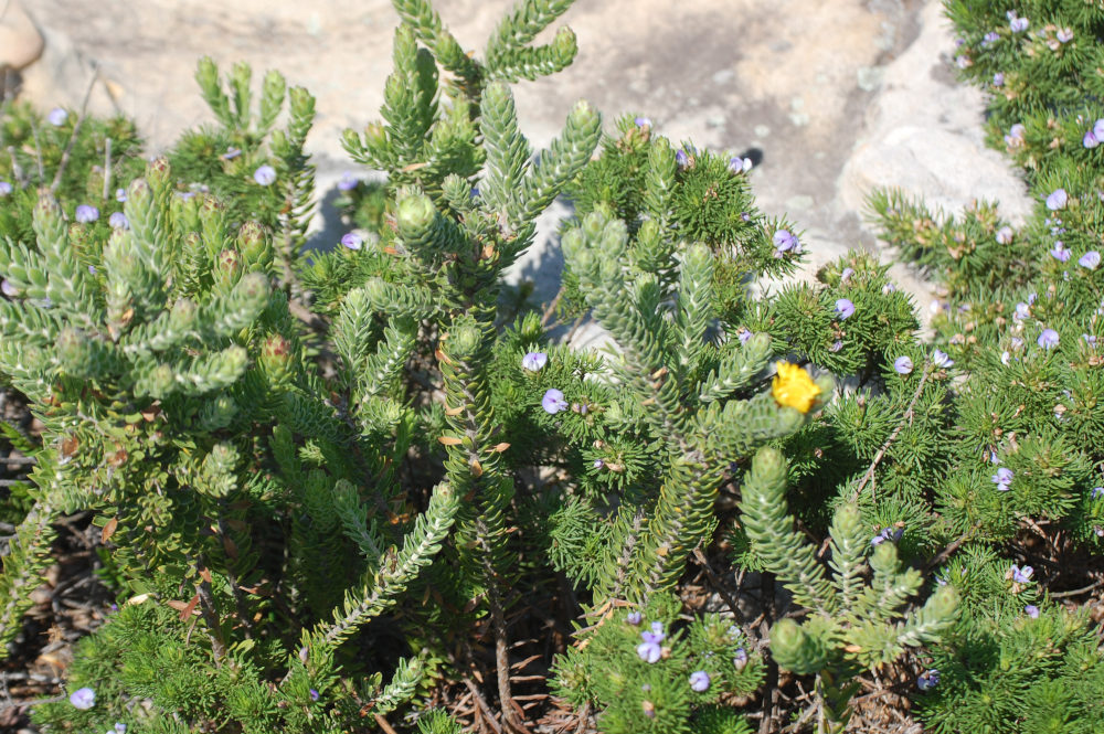 dal Sud Africa: Euryops sp.  (Asteraceae)