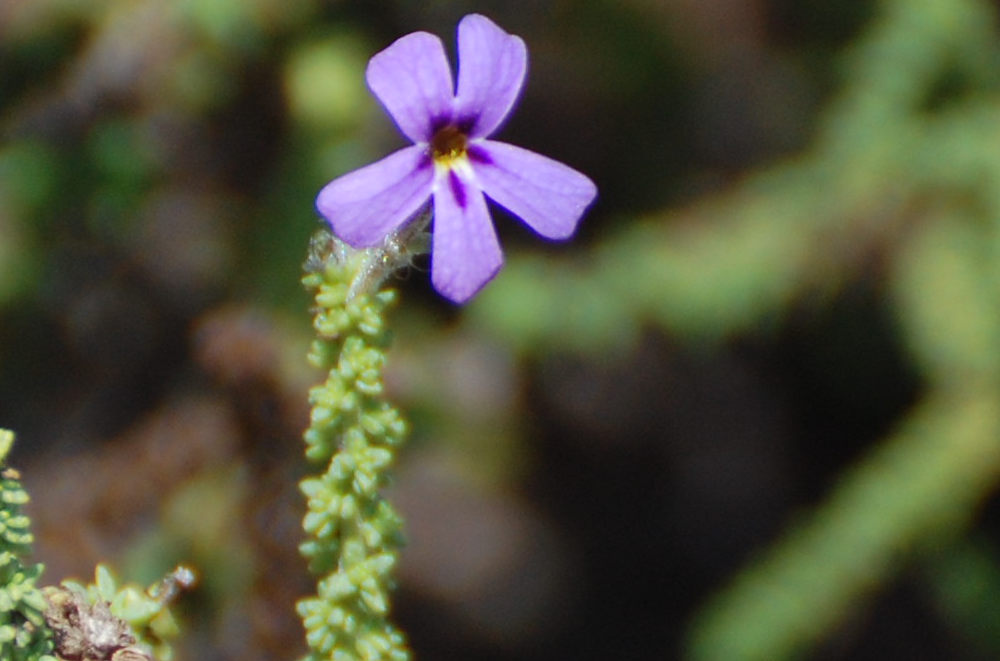 dal Sud Africa:Jamesbrittenia microphylla (Scrophulariaceae)