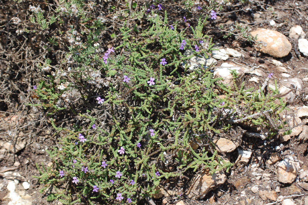 dal Sud Africa:Jamesbrittenia microphylla (Scrophulariaceae)