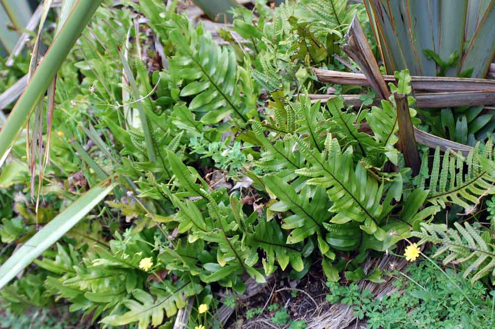 Microsorum pustulatum pustulatum (Polipodiaceae)- N. Zelanda