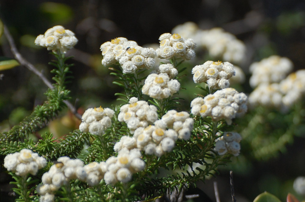 dal Sud Africa: Helichrysum teretifolium (Asteraceae)