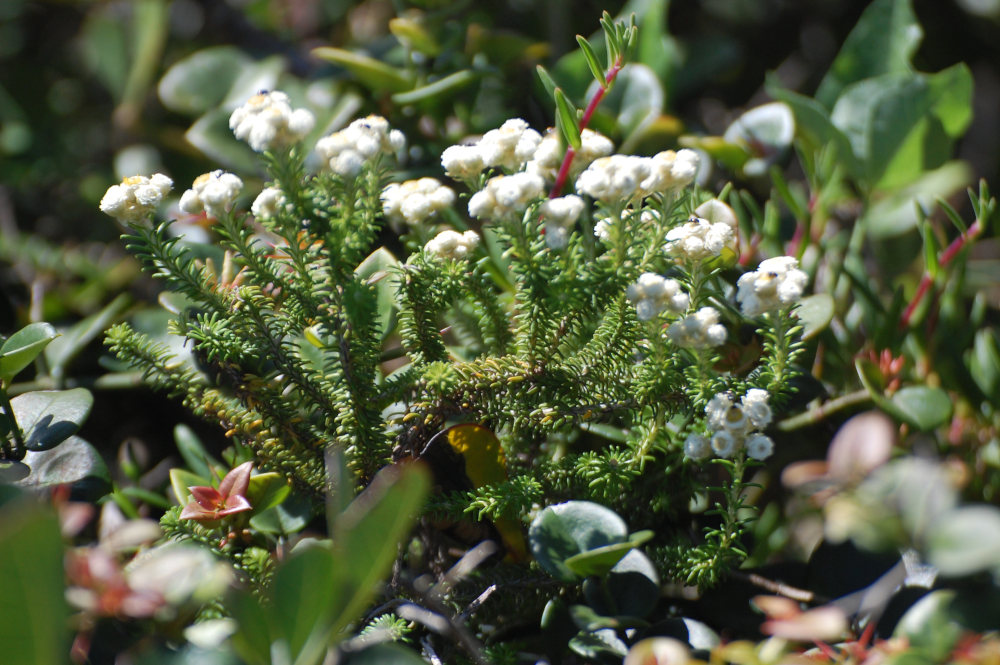 dal Sud Africa: Helichrysum teretifolium (Asteraceae)