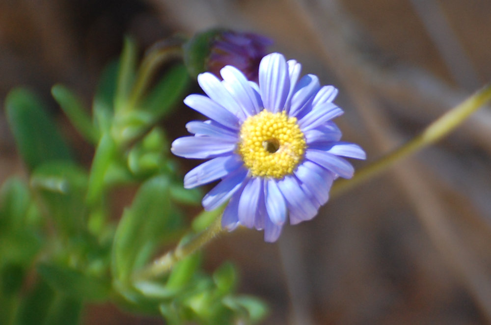 dal Sud Africa: Felicia amoena ssp. latifolia (Asteraceae)