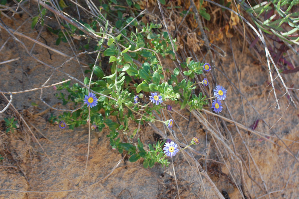 dal Sud Africa: Felicia amoena ssp. latifolia (Asteraceae)